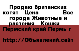 Продаю британских котят › Цена ­ 30 000 - Все города Животные и растения » Кошки   . Пермский край,Пермь г.